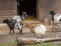 kinderboerderij_klein